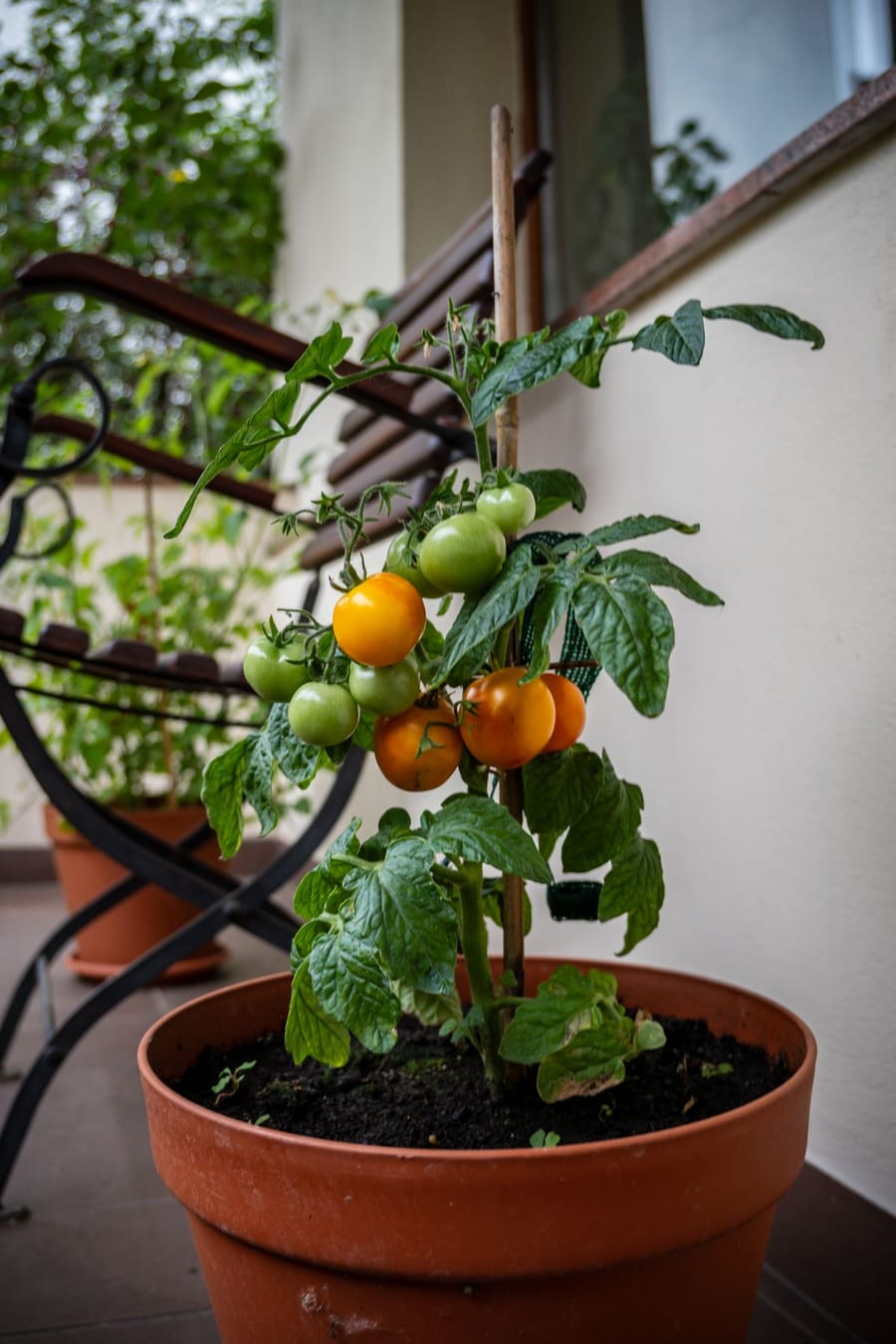 Cherry tomato plant growing in a terracotta pot on a balcony