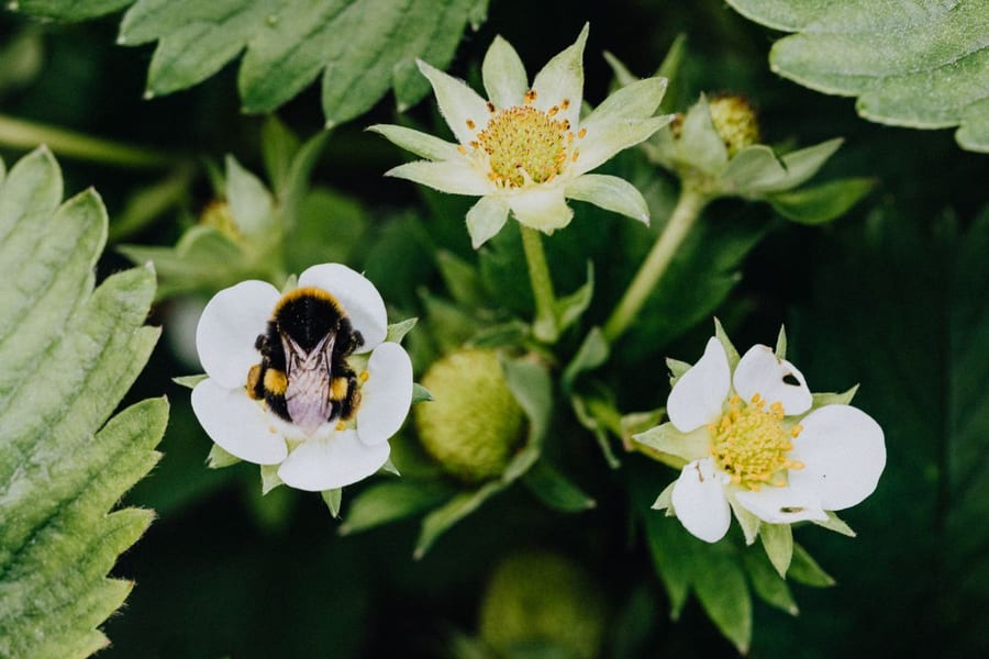 Bumblebee pollinating a strawberry flower growing among other blossoms