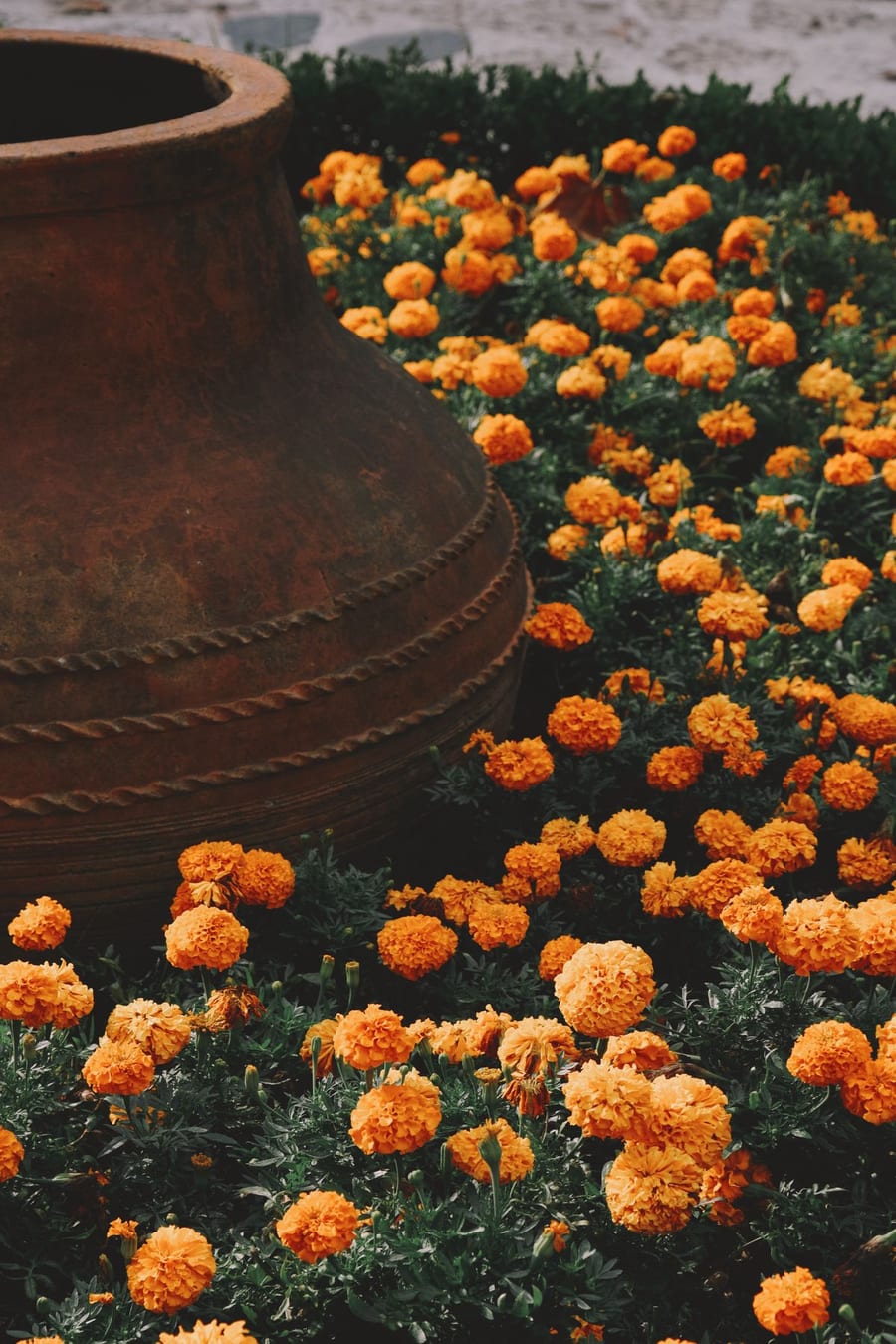 Marigold flowers growing around a terracotta container
