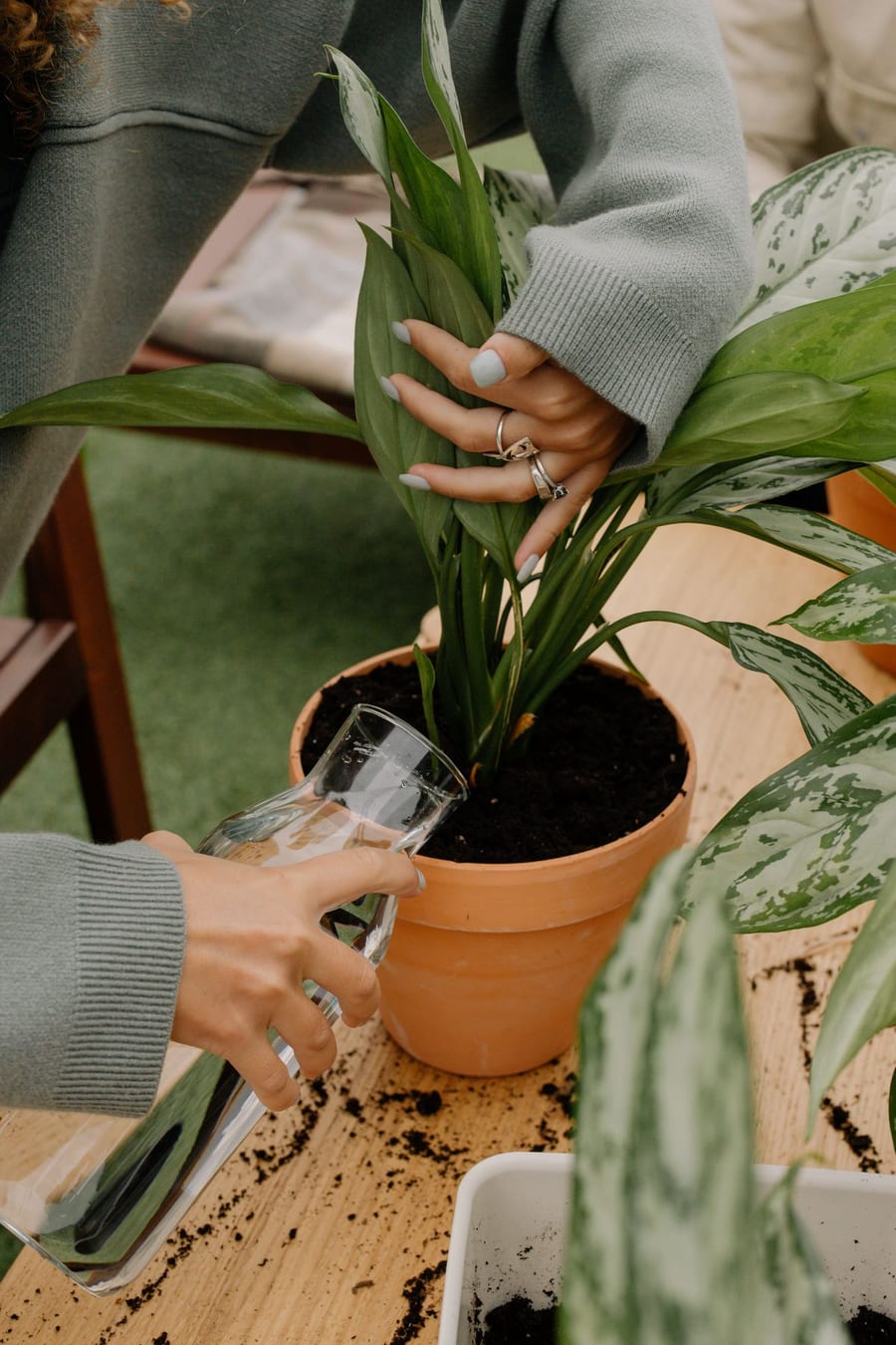 Watering a potted plant in a terracotta pot