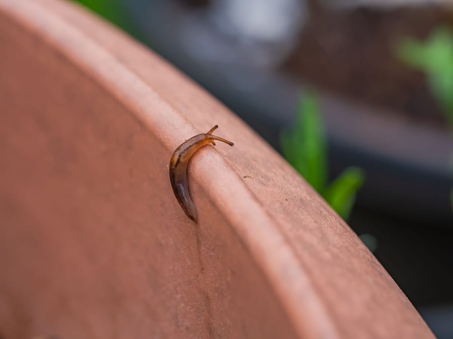 A slug crawling on the rim of a terracotta pot