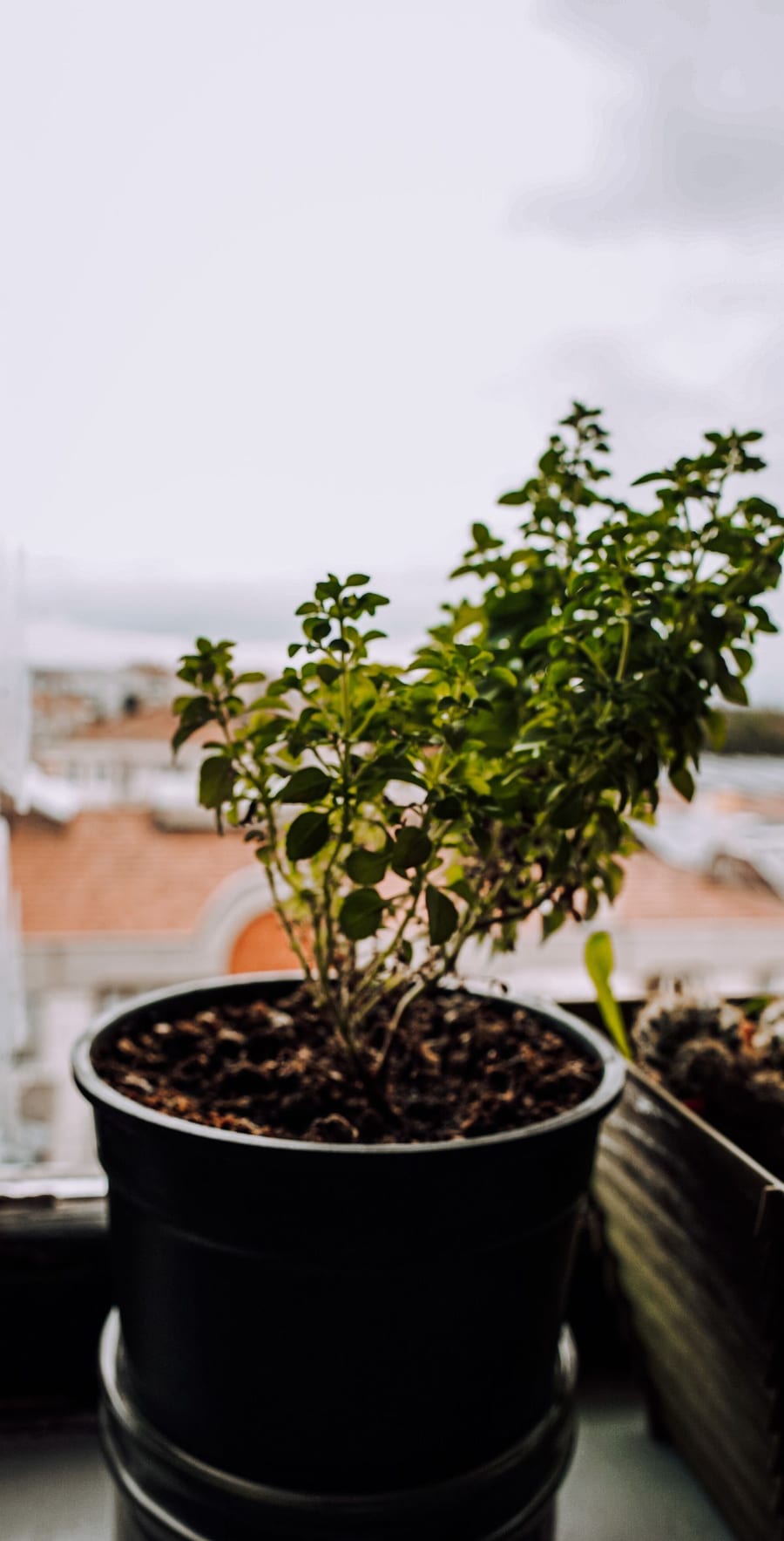 A potted herb growing on an indoor windowsill