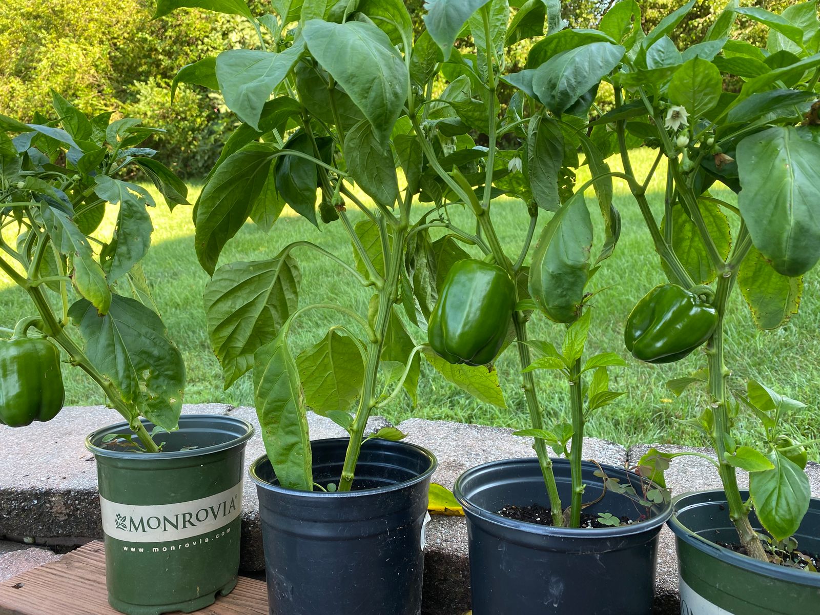 Pepper plants with green fruit growing in pots on a patio, with lawn in the background