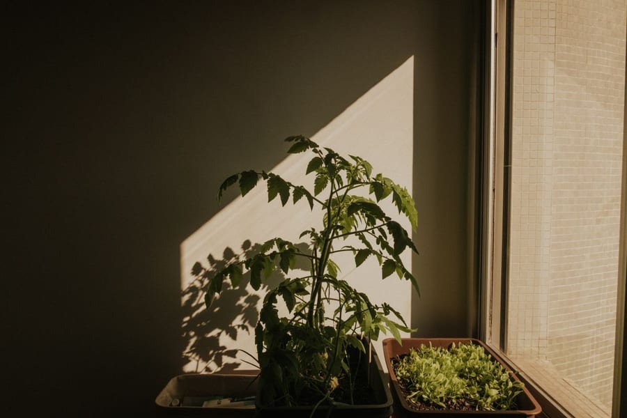 Tomato and lettuce plants growing indoors in sunlight through a window