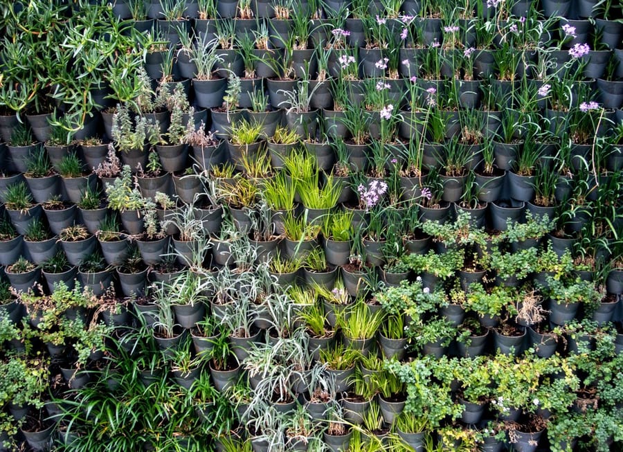 A vertical garden display with plants in black pots