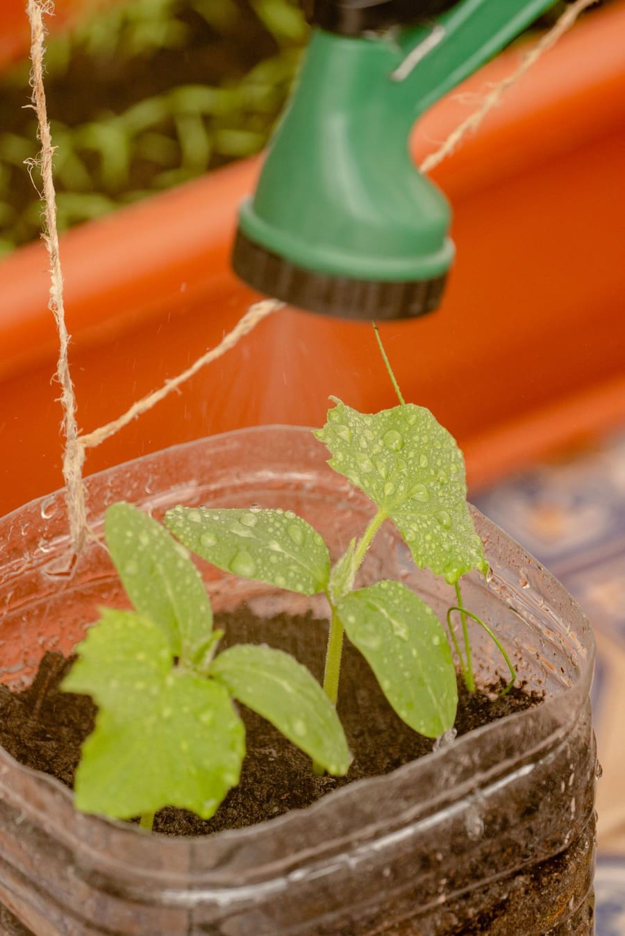 A young seedling growing in a deep container, watered by hand