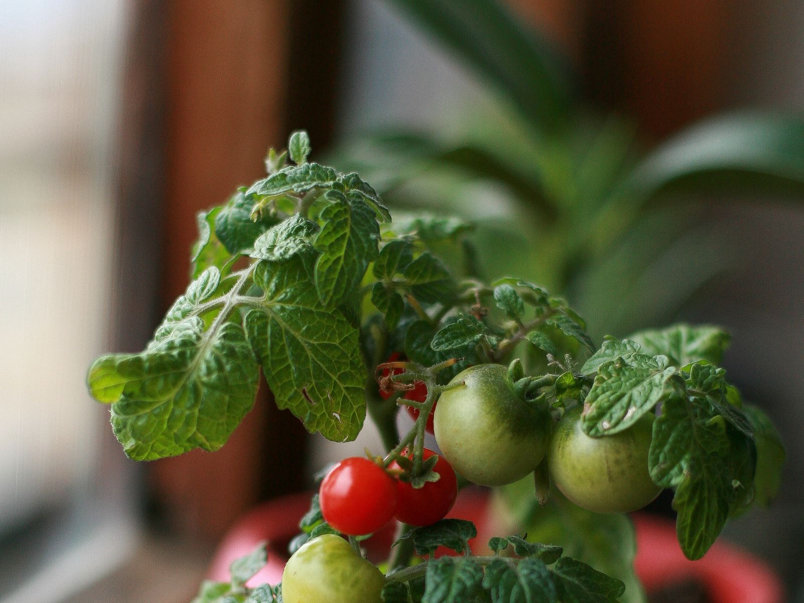 A small tomato plant with ripening fruit growing in a pot on an indoor windowsill