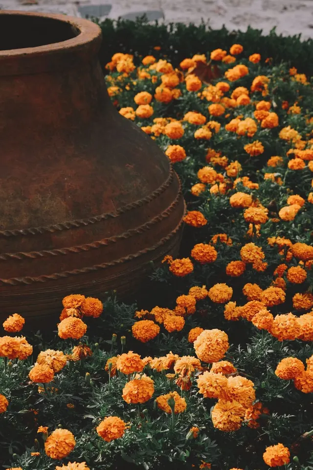 Marigold flowers growing around a terracotta container