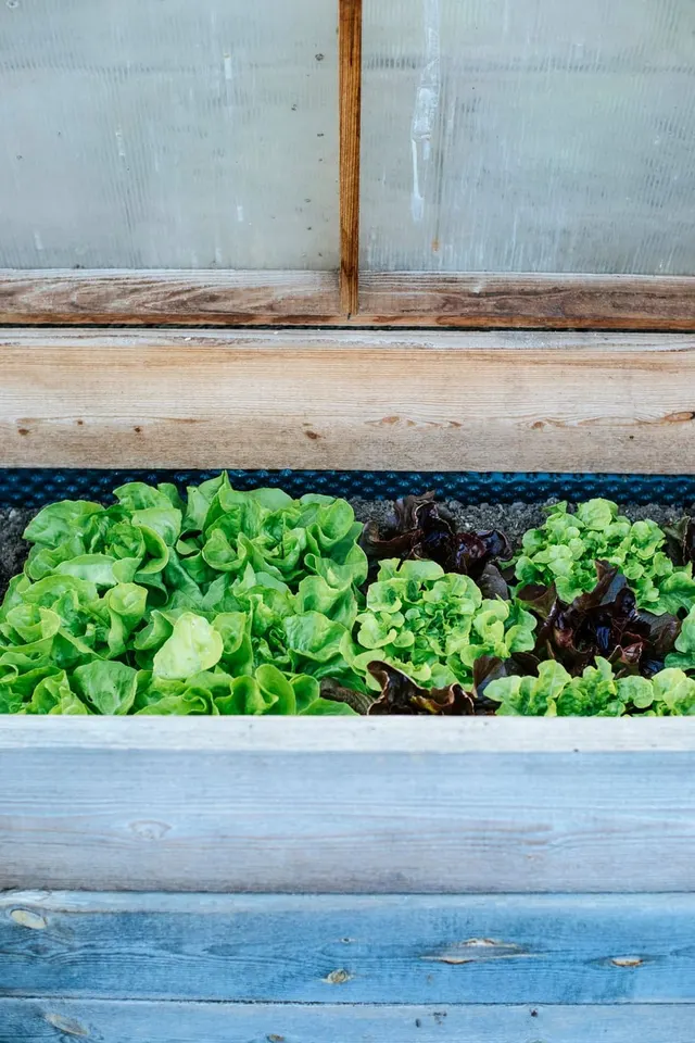 Butterhead lettuce growing in a wooden planter
