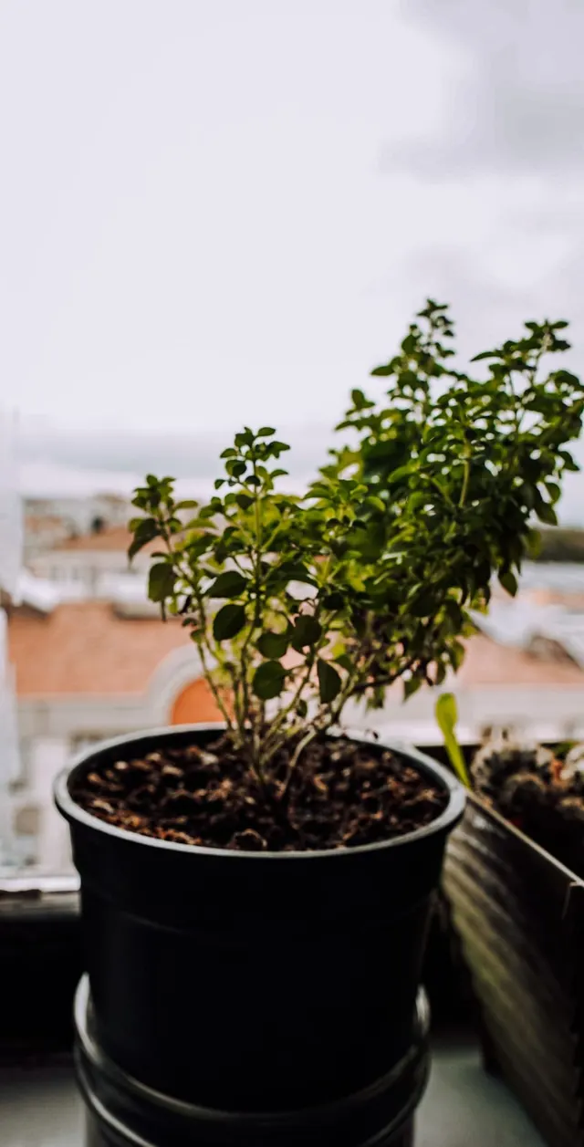 A potted herb growing on an indoor windowsill