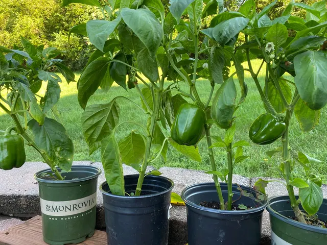 Pepper plants with green fruit growing in pots on a patio, with lawn in the background