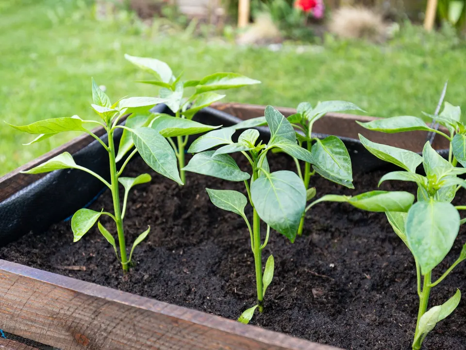 Young pepper seedlings planted in a wooden raised planter box on grass