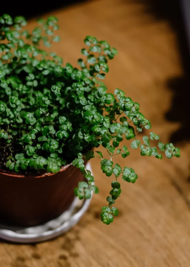 A potted plant in a terracotta container on a wooden surface