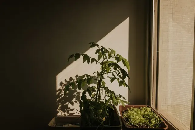 Tomato and lettuce plants growing indoors in sunlight through a window