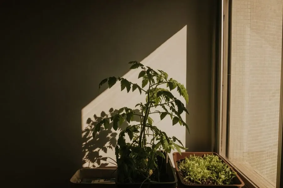 Tomato and lettuce plants growing indoors in sunlight through a window