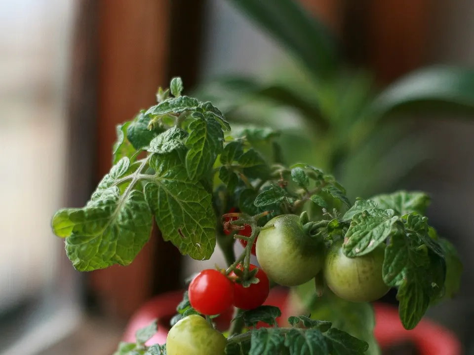 A small tomato plant with ripening fruit growing in a pot on an indoor windowsill